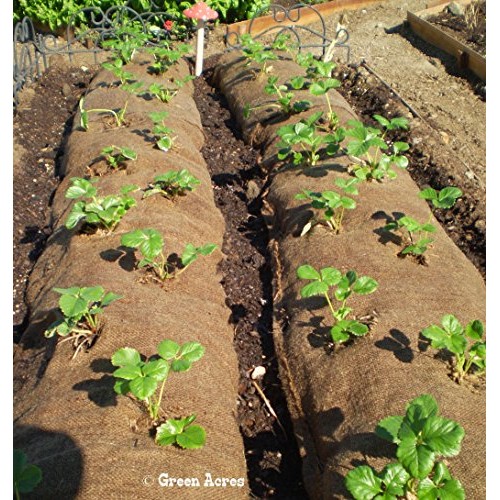 10 Honeoye Strawberry Fruit Plants - INCREDIBLY SWEET BERRY! - Pa...