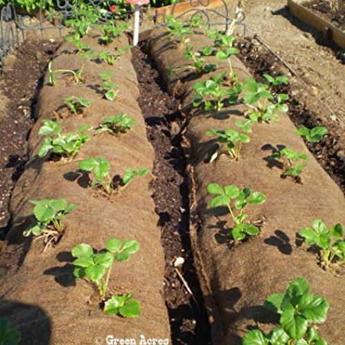 10 Honeoye Strawberry Fruit Plants - INCREDIBLY SWEET BERRY! - Pa...