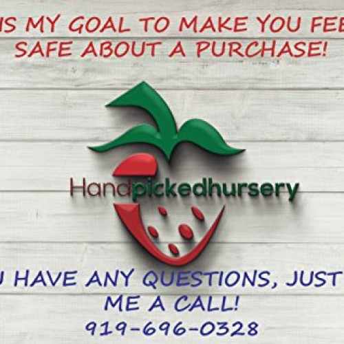 10 Honeoye Strawberry Fruit Plants - INCREDIBLY SWEET BERRY! - Pa...