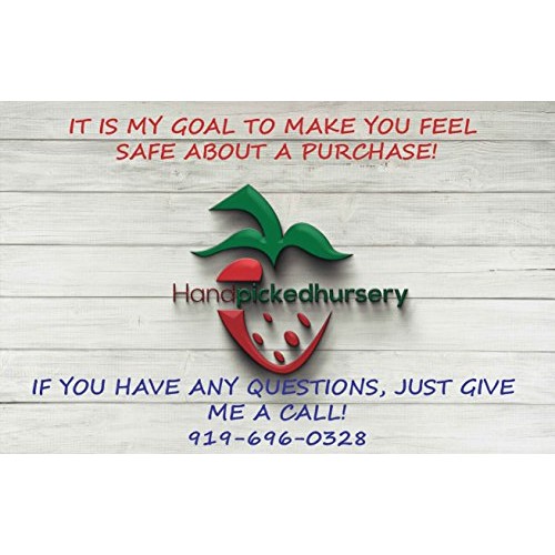 10 Honeoye Strawberry Fruit Plants - INCREDIBLY SWEET BERRY! - Pa...