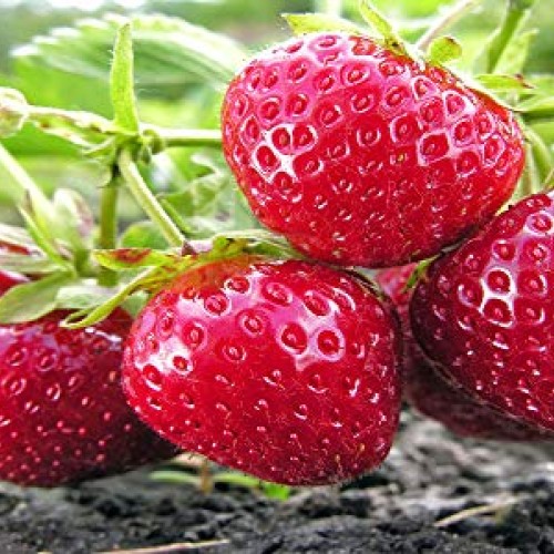 10 Honeoye Strawberry Fruit Plants - INCREDIBLY SWEET BERRY! - Pa...