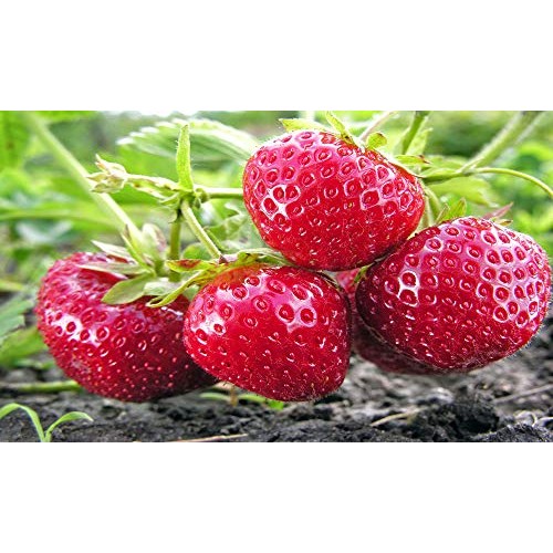 10 Honeoye Strawberry Fruit Plants - INCREDIBLY SWEET BERRY! - Pa...
