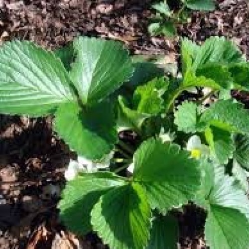 20 Honeoye Strawberry Fruit Plants - INCREDIBLY SWEET BERRY! - 20...