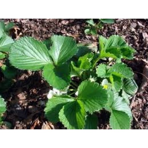 20 Honeoye Strawberry Fruit Plants - INCREDIBLY SWEET BERRY! - 20...