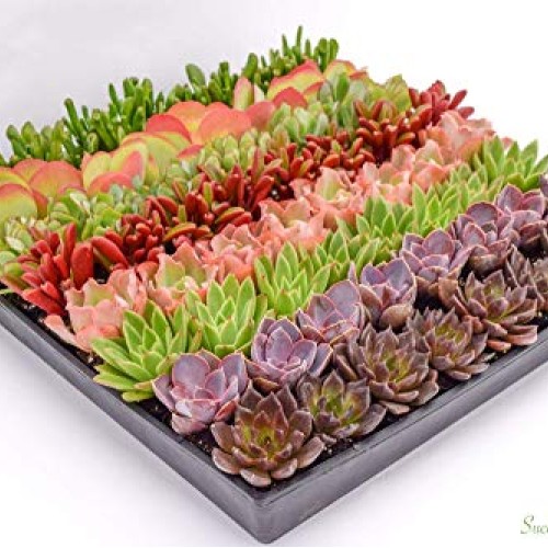 Colorful Succulents 6 Pack - Assorted 2 Inch - Live Succulent Plan...