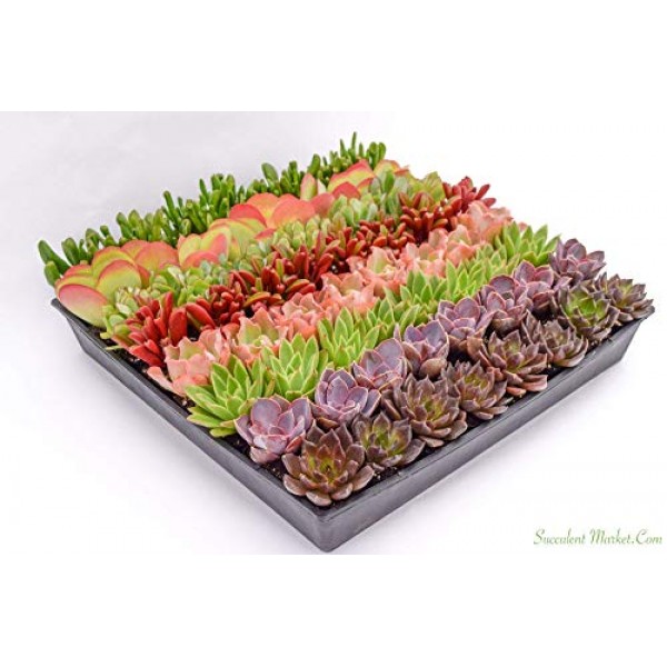 Colorful Succulents 6 Pack - Assorted 2 Inch - Live Succulent Plan...