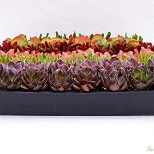 Colorful Succulents 6 Pack - Assorted 2 Inch - Live Succulent Plan...