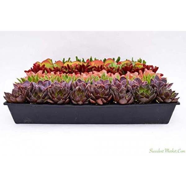 Colorful Succulents 6 Pack - Assorted 2 Inch - Live Succulent Plan...