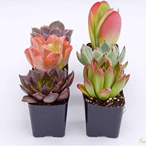 Colorful Succulents 6 Pack - Assorted 2 Inch - Live Succulent Plan...