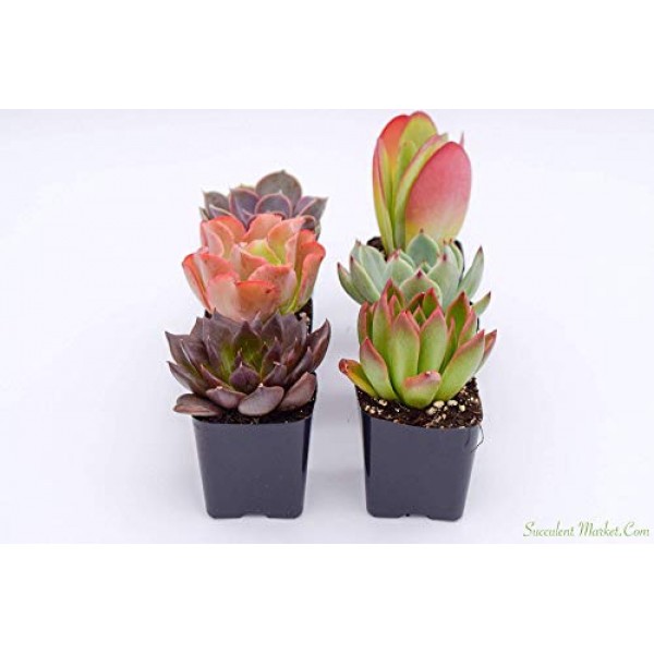 Colorful Succulents 6 Pack - Assorted 2 Inch - Live Succulent Plan...