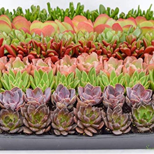 Colorful Succulents 6 Pack - Assorted 2 Inch - Live Succulent Plan...