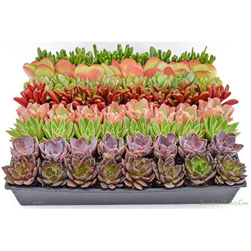 Colorful Succulents 6 Pack - Assorted 2 Inch - Live Succulent Plan...