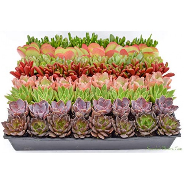 Colorful Succulents 6 Pack - Assorted 2 Inch - Live Succulent Plan...