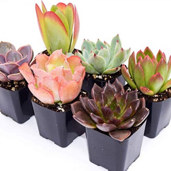 Colorful Succulents 6 Pack - Assorted 2 Inch - Live Succulent Plan...