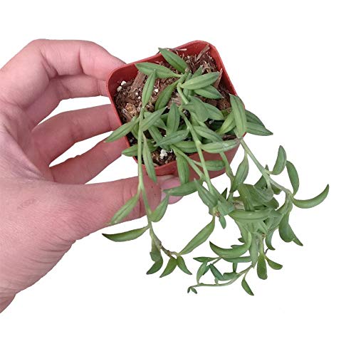 String of Bananas 2 inch | Healthy Succulent String Live Easy Care...