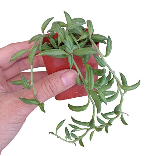 String of Bananas 2 inch | Healthy Succulent String Live Easy Care...