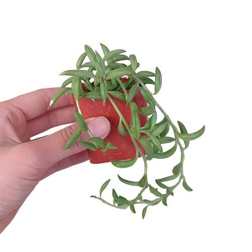 String of Bananas 2 inch | Healthy Succulent String Live Easy Care...
