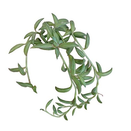 String of Bananas 2 inch | Healthy Succulent String Live Easy Care...