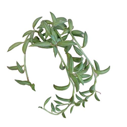 String of Bananas 2 inch | Healthy Succulent String Live Easy Care...