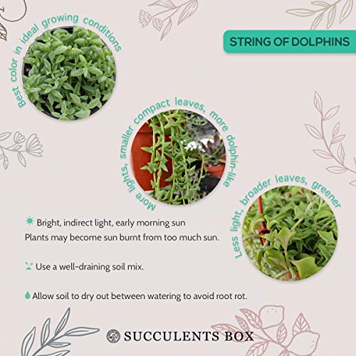 String of Dolphins 4 inch | Healthy Succulent String Live Easy Car...