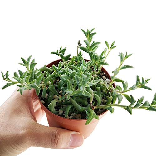 String of Dolphins 4 inch | Healthy Succulent String Live Easy Car...