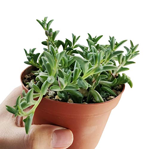String of Dolphins 4 inch | Healthy Succulent String Live Easy Car...