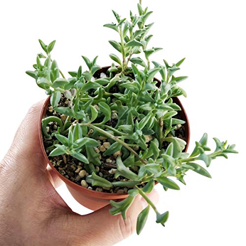 String of Dolphins 4 inch | Healthy Succulent String Live Easy Car...
