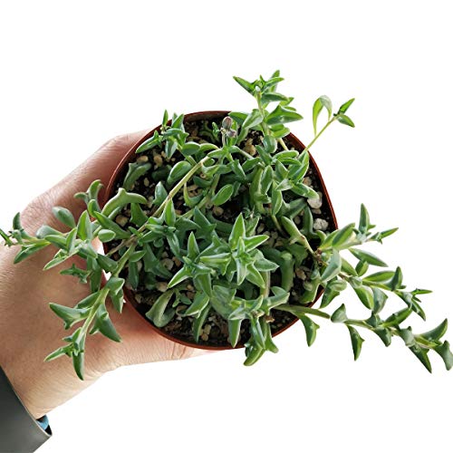 String of Dolphins 4 inch | Healthy Succulent String Live Easy Car...
