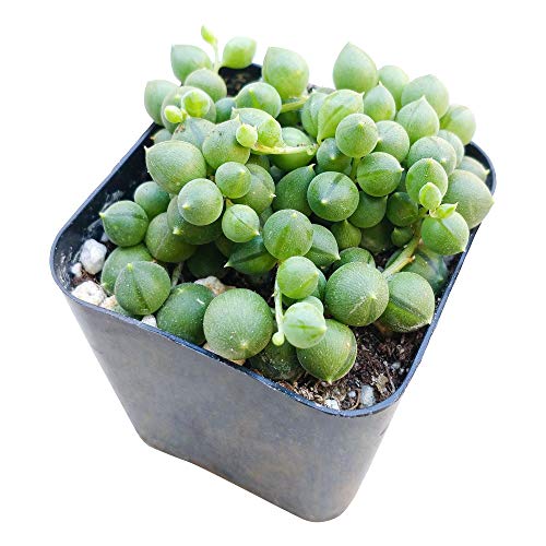 String of Pearls 2 inch | Healthy Succulent String Live Easy Care ...