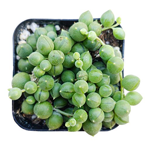 String of Pearls 2 inch | Healthy Succulent String Live Easy Care ...