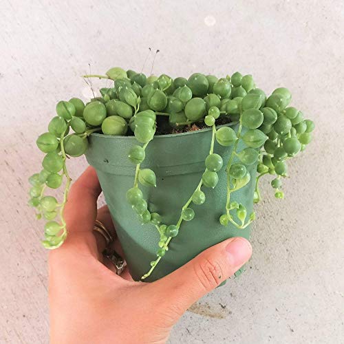 String of Pearls 4 inch | Healthy Succulent String Live Easy Care ...
