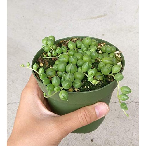 String of Pearls 4 inch | Healthy Succulent String Live Easy Care ...
