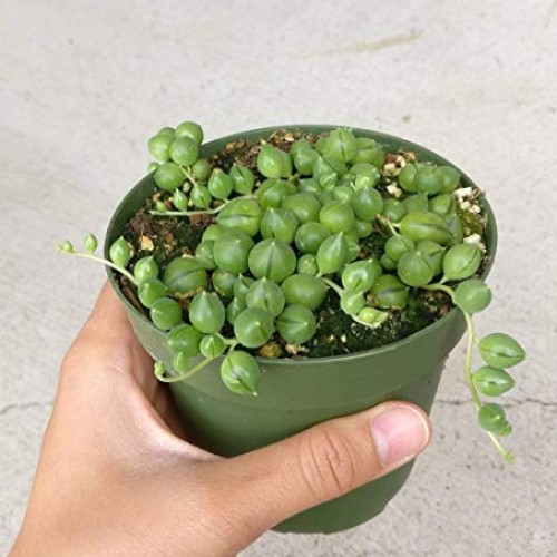String of Pearls 4 inch | Healthy Succulent String Live Easy Care ...