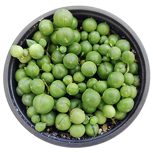 String of Pearls 4 inch | Healthy Succulent String Live Easy Care ...