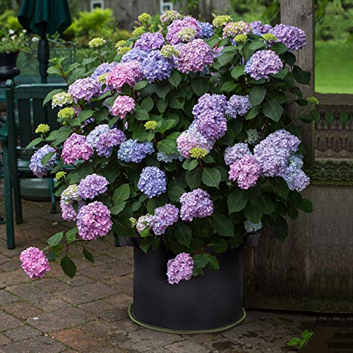 SunArea 20-Pack 5 Gallon Grow Bags, Thickened Nonwoven Aeration Fa...