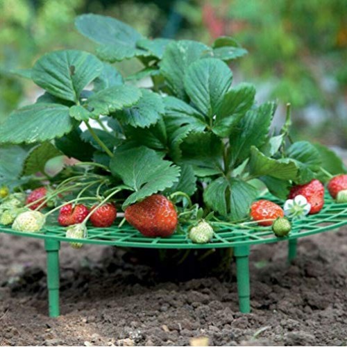 12-Pack Strawberry Supports Stand Garden Fruit Plant Cage Strawber...