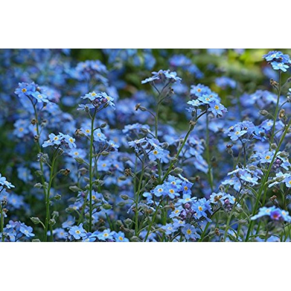 All Blues Wildflower Seeds Mix - Large 1 Ounce Packet - Over 7,000...