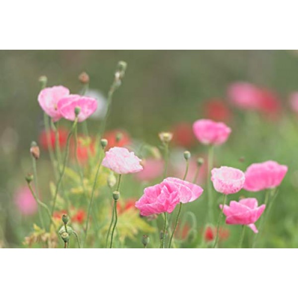 Sweet Yards Seed Co. Shirley Poppy Seeds - Mixed Colors - Extra La...