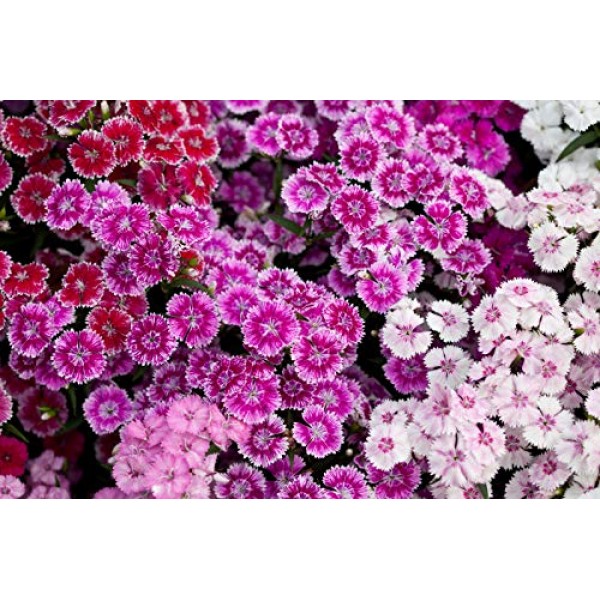 Sweet Yards Seed Co. Sweet William Seeds - Mixed Colors - Extra La...