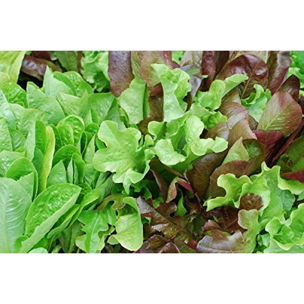 Baby Leaf Lettuce Seeds Colorful Spring Mix - 2 Seed Packets! - ...