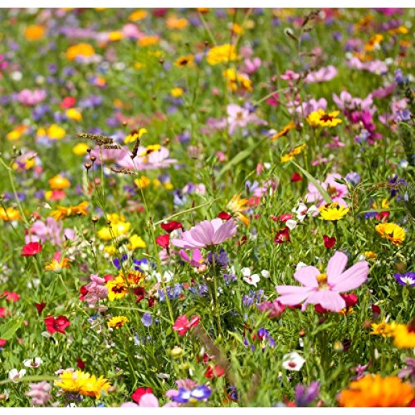 Wildflower Seeds Annual Quick Blooming Mix - Large 1 Ounce Packet ...