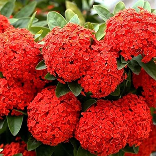 Red Hydrangea Paniculata Shrub Flower Live Plant - 18 inch Heigh...