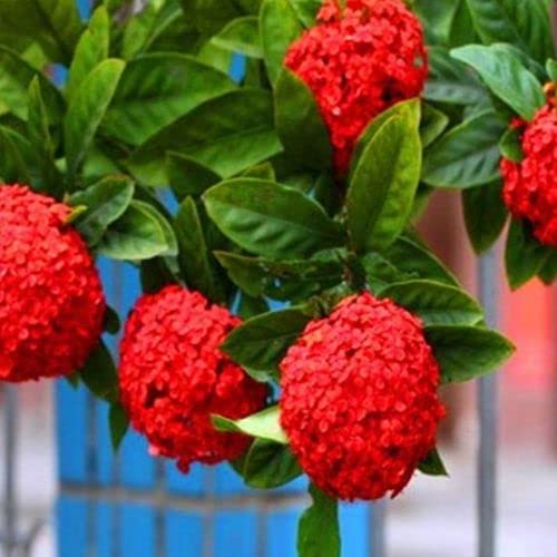 Red Hydrangea Paniculata Shrub Flower Live Plant - 18 inch Heigh...