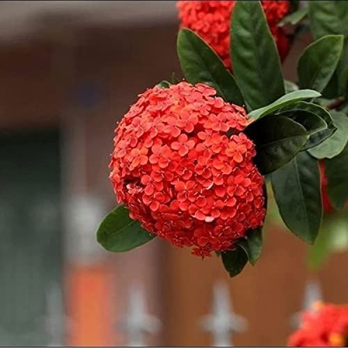 Red Hydrangea Paniculata Shrub Flower Live Plant - 18 inch Heigh...