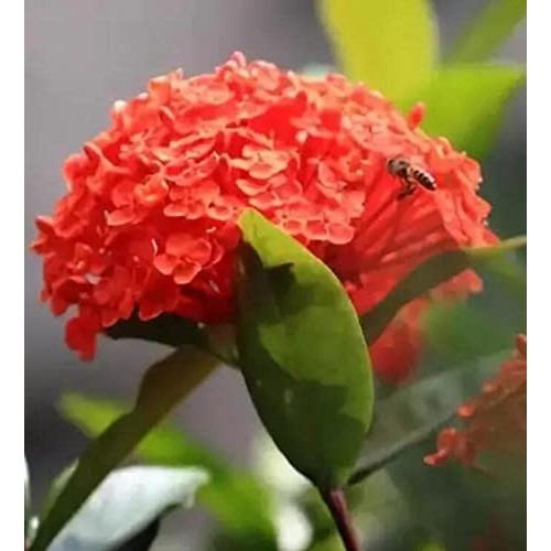 Red Hydrangea Paniculata Shrub Flower Live Plant - 18 inch Heigh...