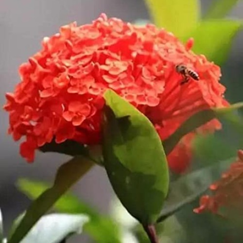 Red Hydrangea Paniculata Shrub Flower Live Plant - 18 inch Heigh...