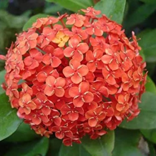 Red Hydrangea Paniculata Shrub Flower Live Plant - 18 inch Heigh...