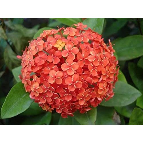 Red Hydrangea Paniculata Shrub Flower Live Plant - 18 inch Heigh...