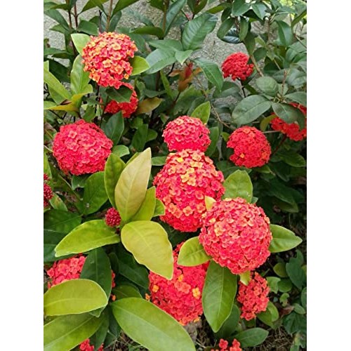 Red Hydrangea Paniculata Shrub Flower Live Plant - 18 inch Heigh...