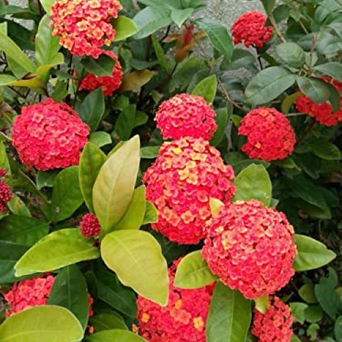 Red Hydrangea Paniculata Shrub Flower Live Plant - 18 inch Heigh...